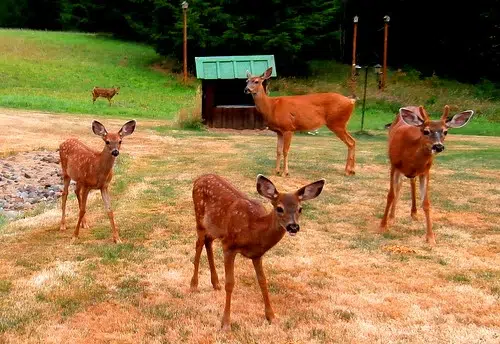 Open House For Deer Management Program