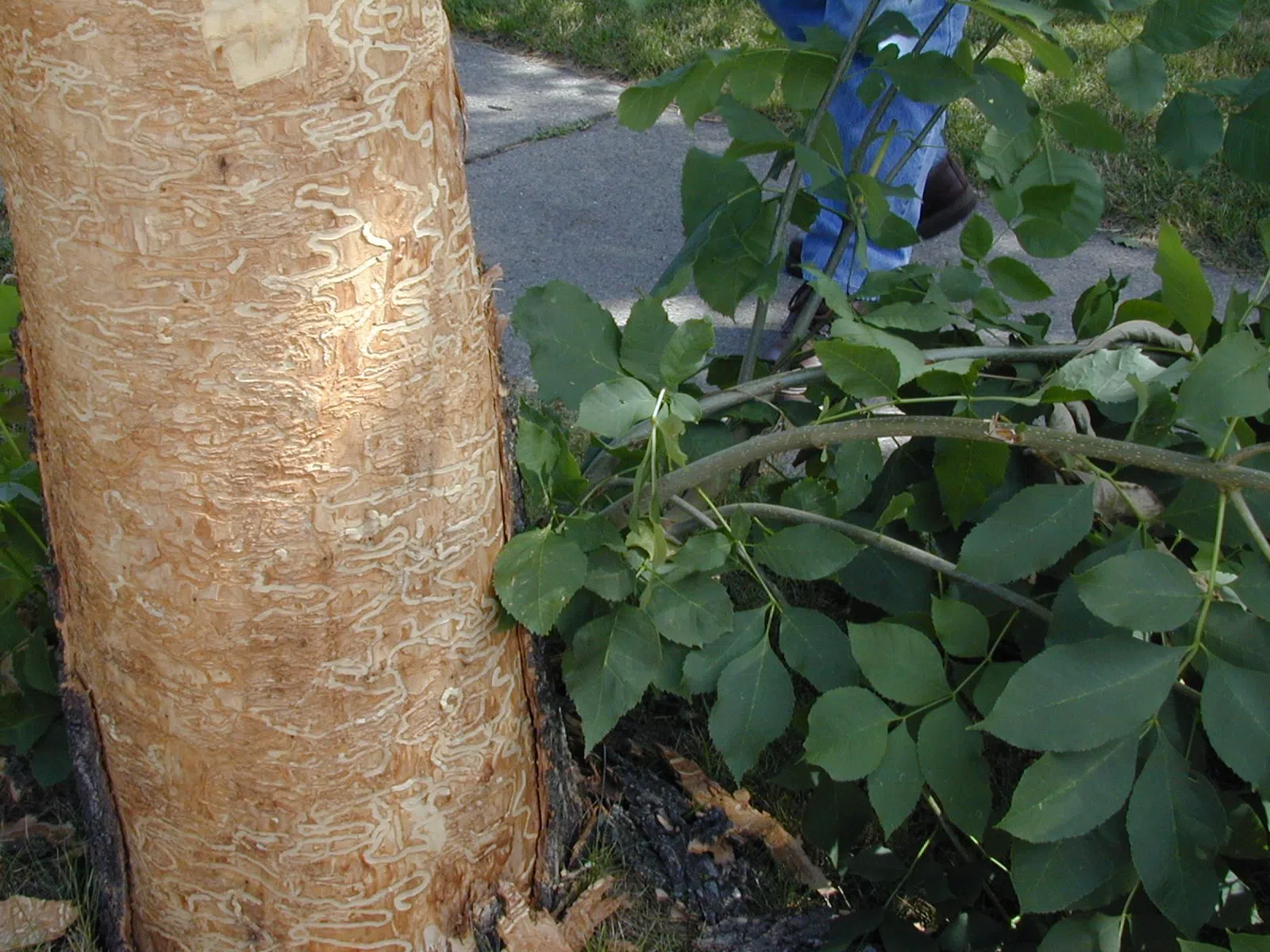 Pesky Bug Prompts National Seed Collection