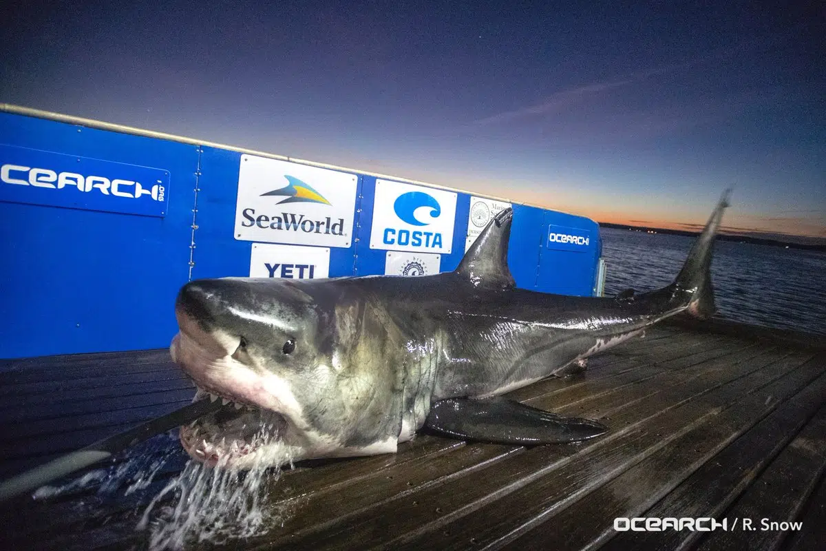 Luna The Shark Spotted Near St. Martins