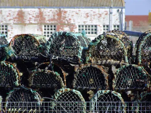 Many Lobster Fishermen Back On The Water After Dorian