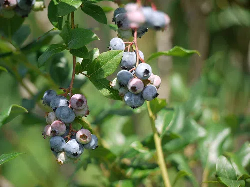 NB Blueberry Production Expands Rapidly