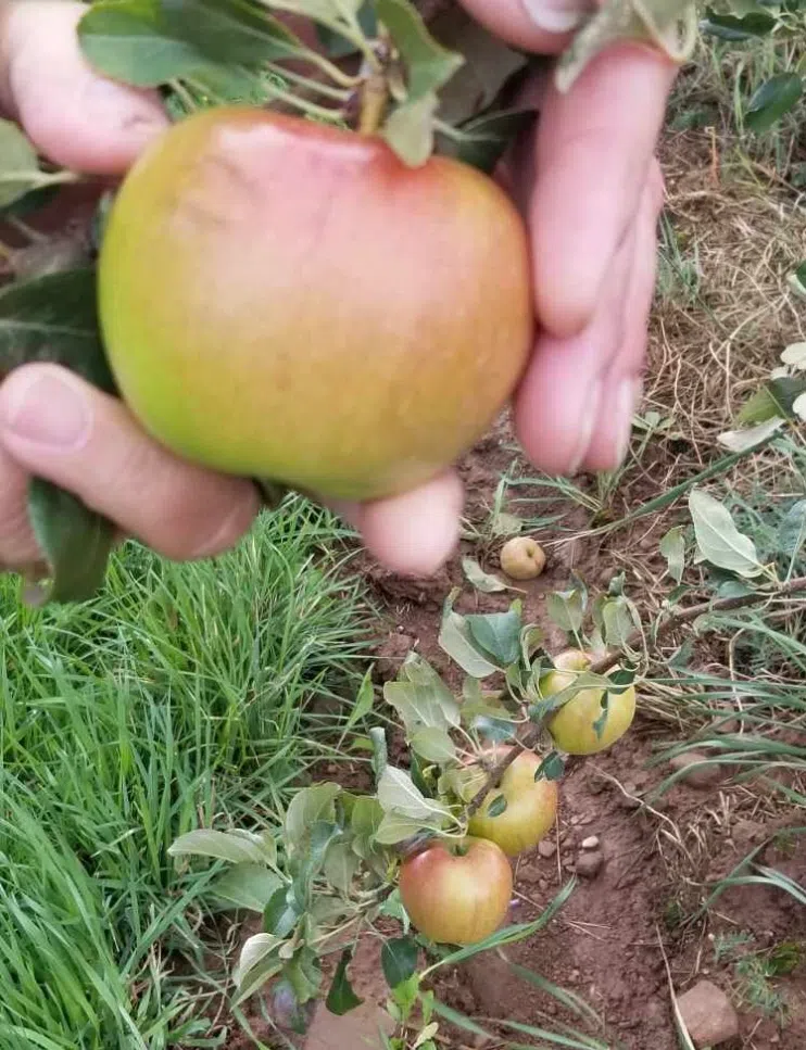 Dorian Helps Inspire Storm Cider At NB Orchard