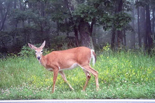 COVID Detected In N.B. Deer