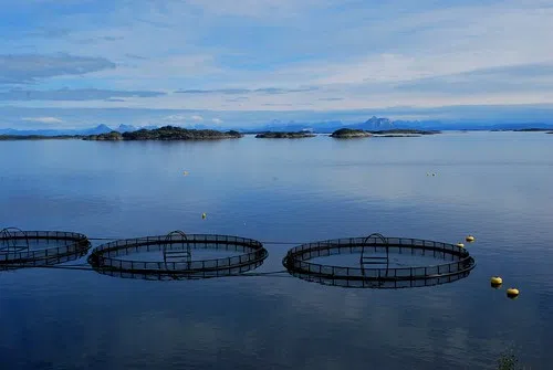  Liberal Promise To End Open-Pen Salmon Farms Receives Pushback 