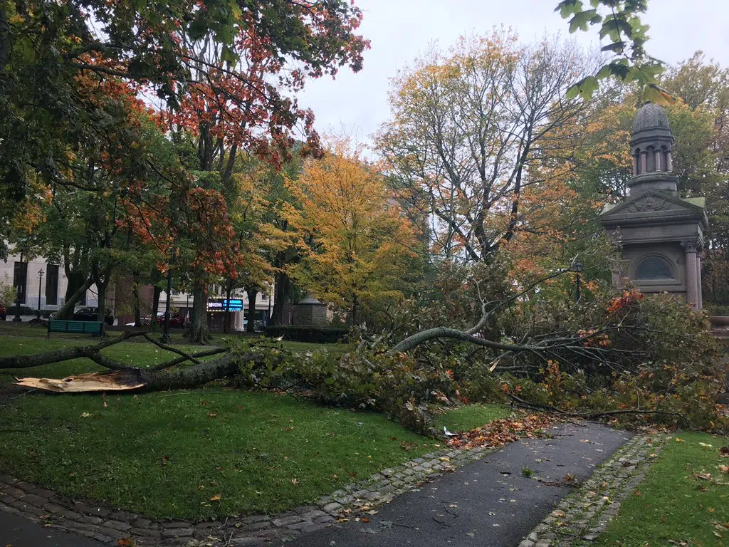 High Winds Cause More Damage In King's Square