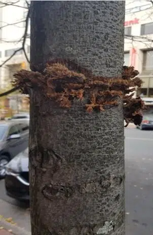 Trees Vandalised In Uptown Saint John