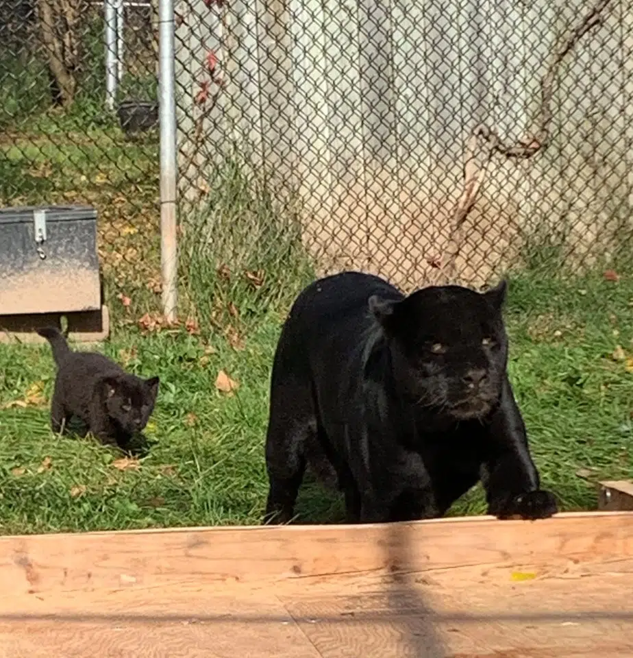 Jaguar Cubs Venture Out Of Their Den