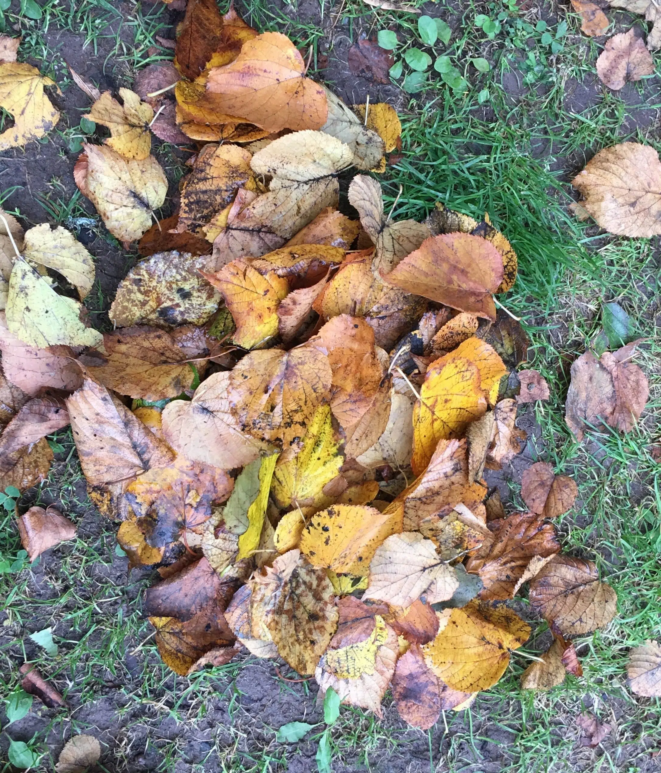 Don't Rake All The Leaves Off Your Lawn