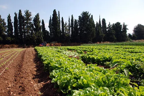 N.B. Farmers Facing Shortage Of Workers