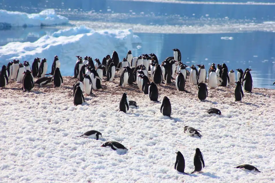 Couple Celebrate 25th Wedding Anniversary In Antarctica 