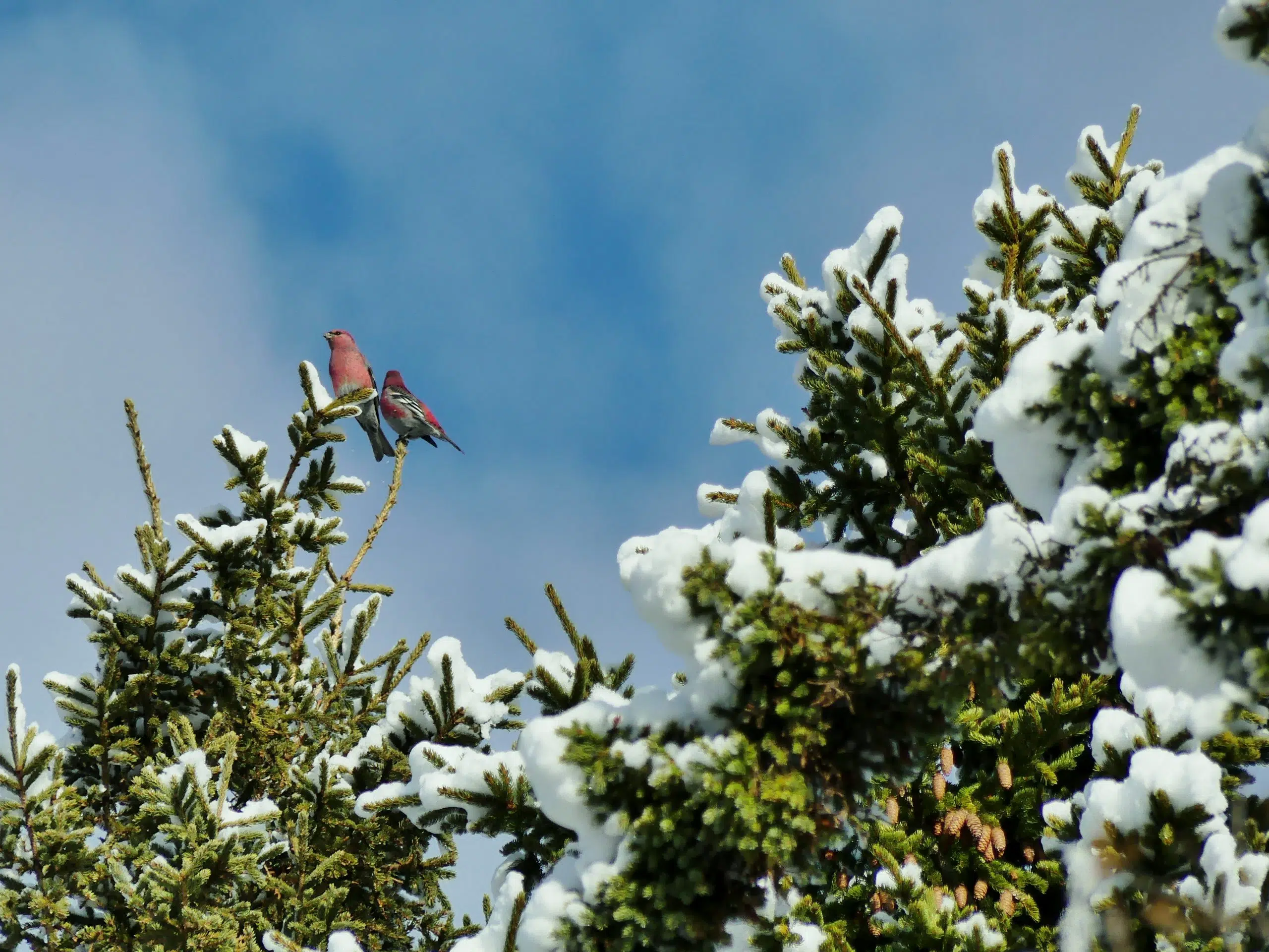 Christmas Bird Count At Fundy