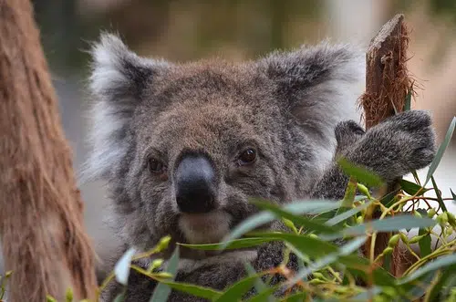 N.B. Veterinary Clinics Help Injured Animals In Australia