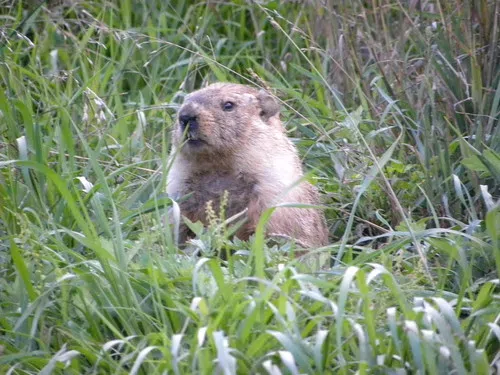 PETA Advocates For AI Groundhog