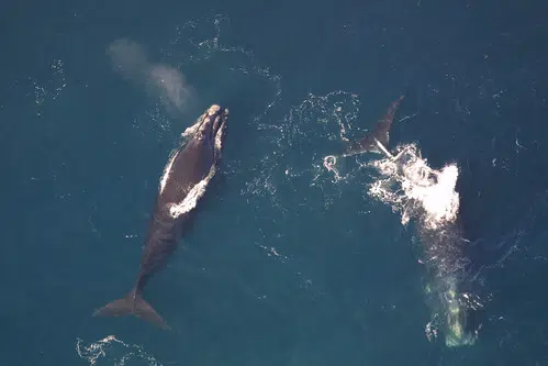 North Atlantic Right Whale 'Critically Endangered'