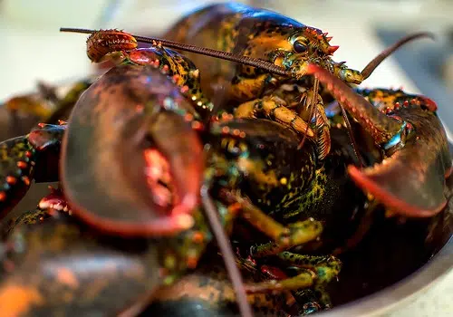 Coronavirus Impacts Maritime Lobster Industry