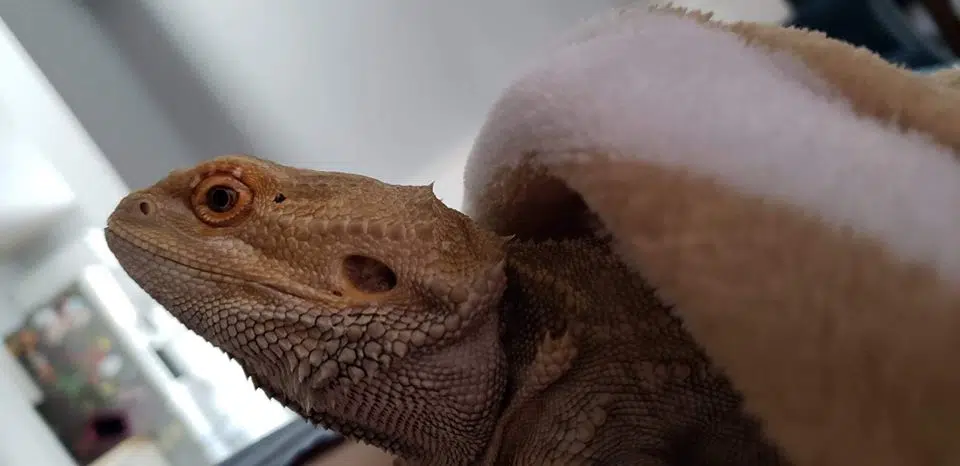 Seized Bearded Dragon Doing Well: SPCA