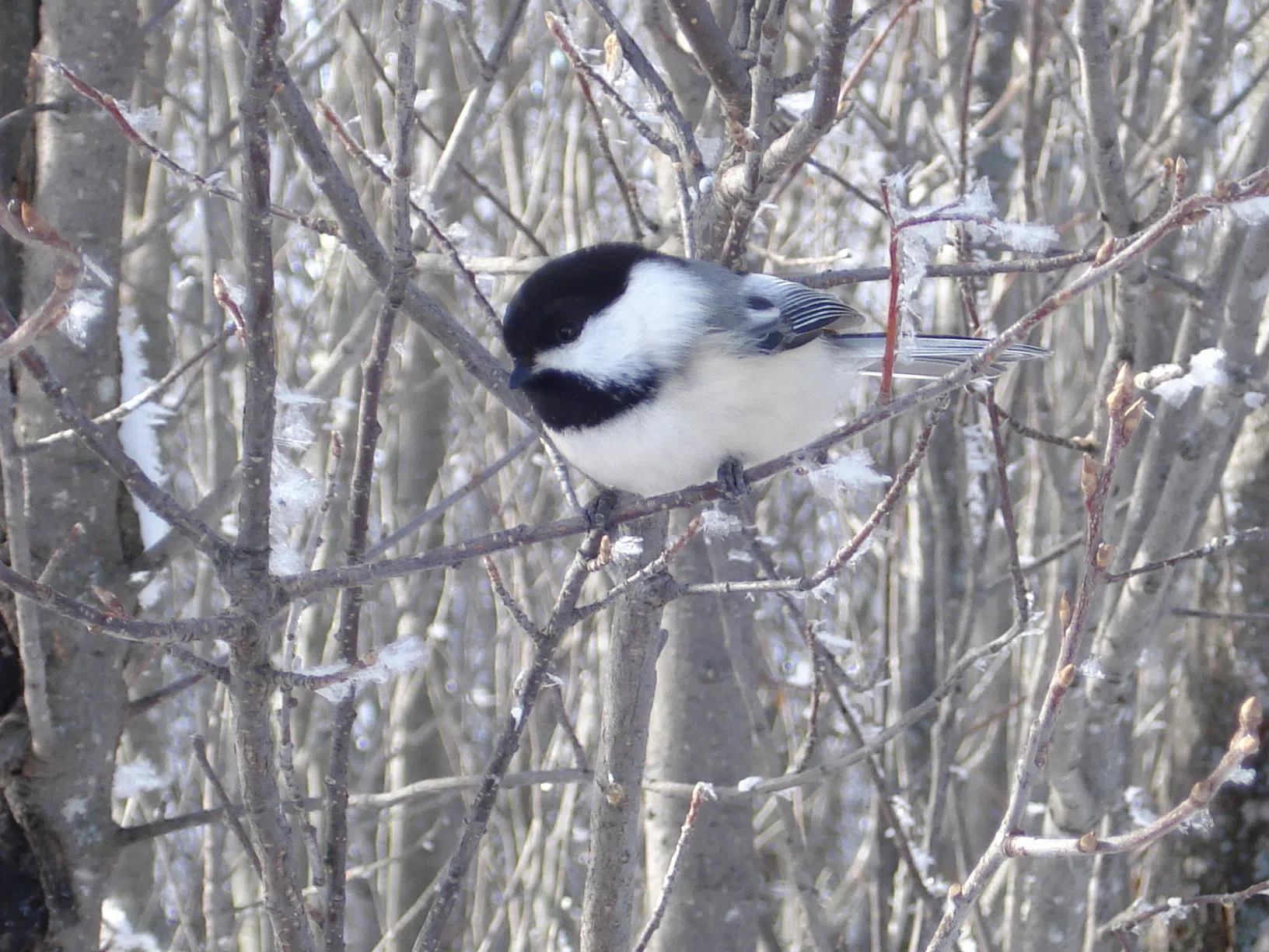 Global Effort To Count Birds Taking Off