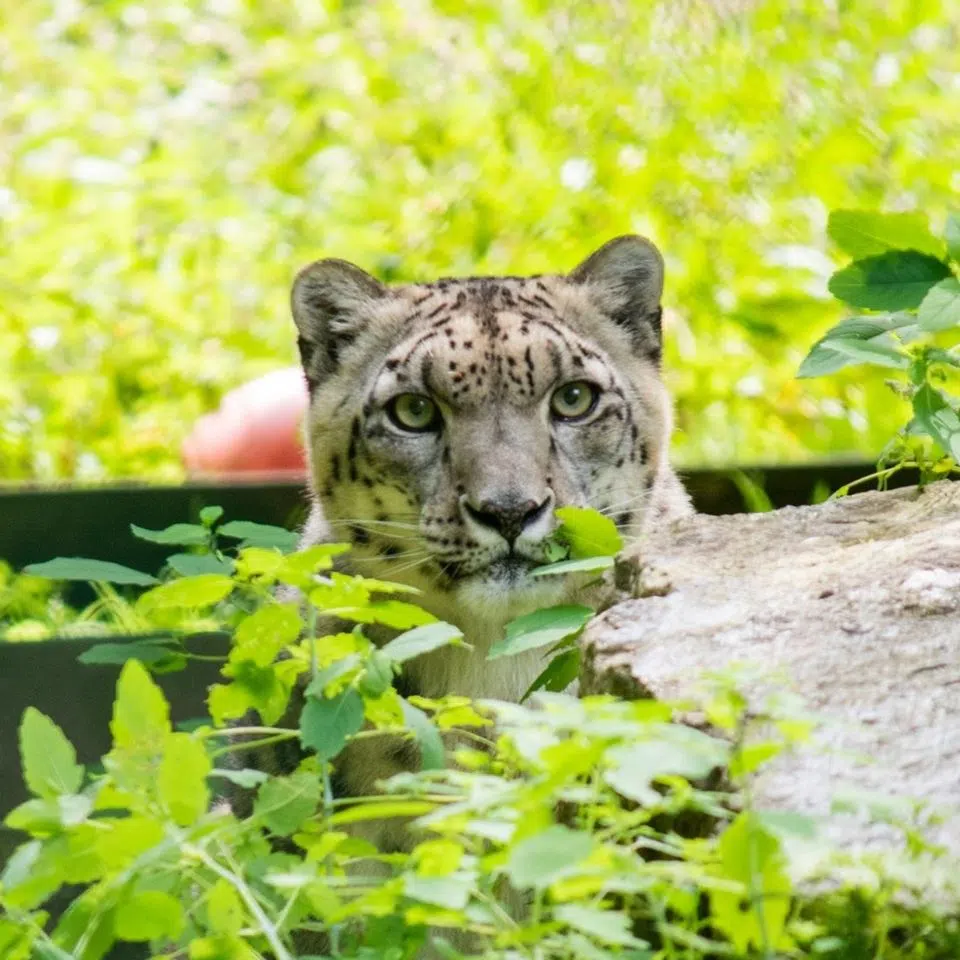 Zoo Mourns Loss Of Snow Leopard