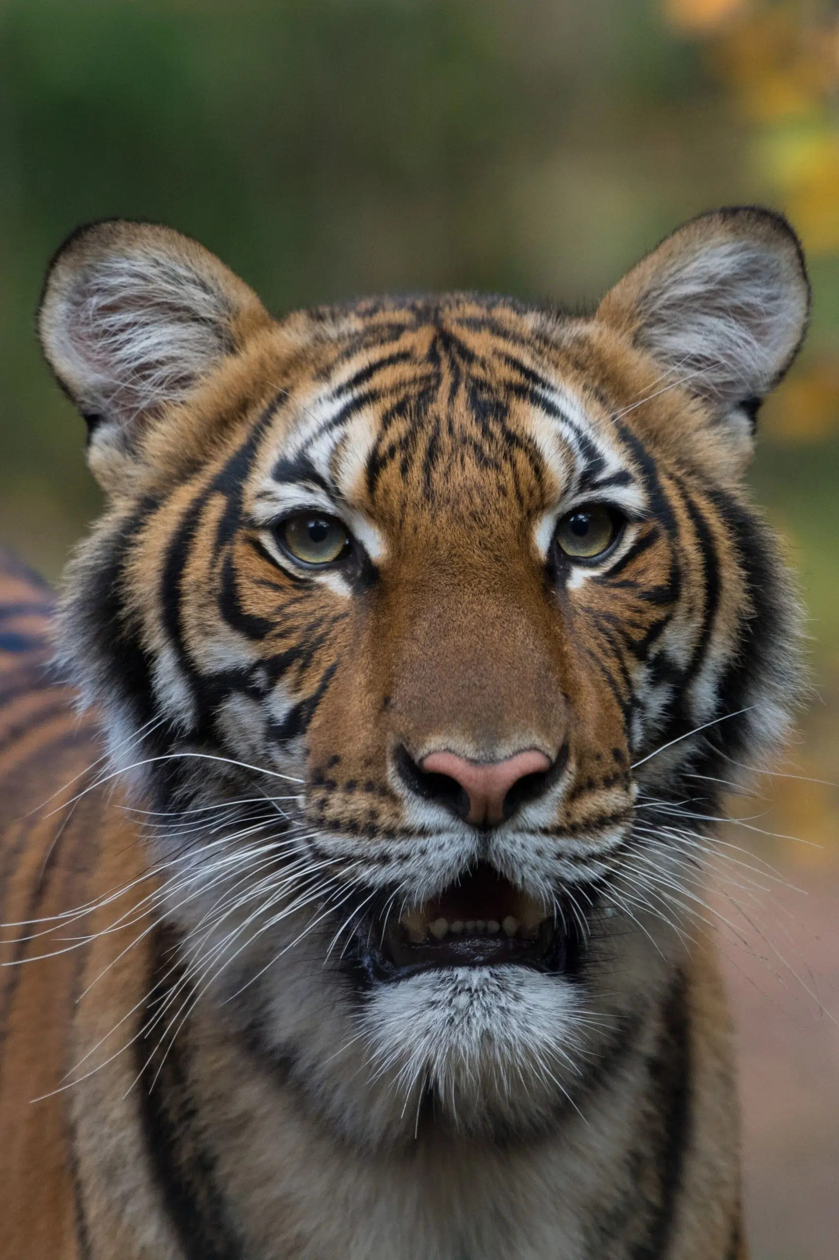 Malayan Tiger At Bronx Zoo Tests Positive For COVID-19 Virus