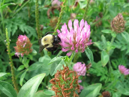 Help The Bees, Give Your Lawn Mower A Break