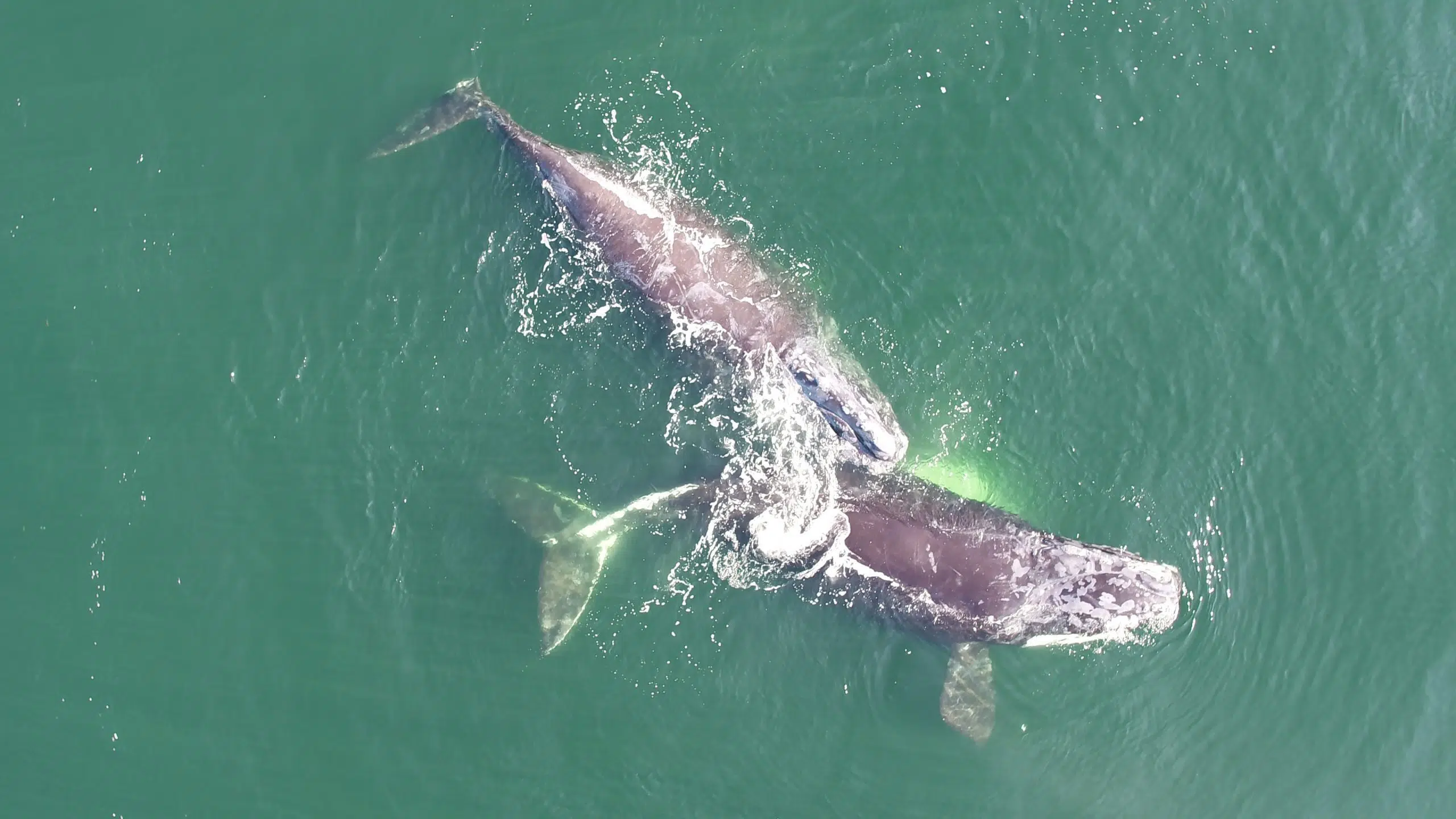 North Atlantic Right Whales Spotted
