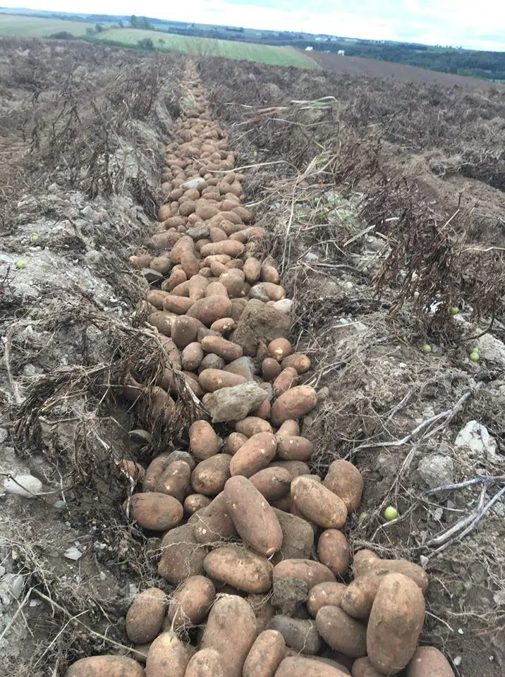 Potatoes New Brunswick Needs Federal Financial Support