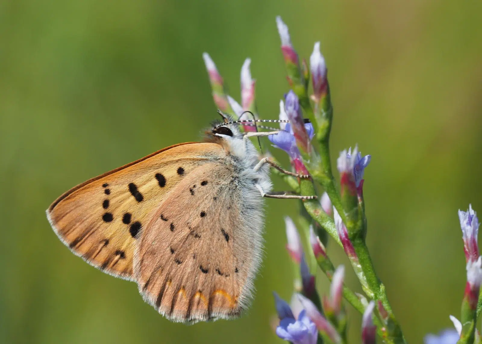 New Report Highlights Canada's Unique Plants, Animals