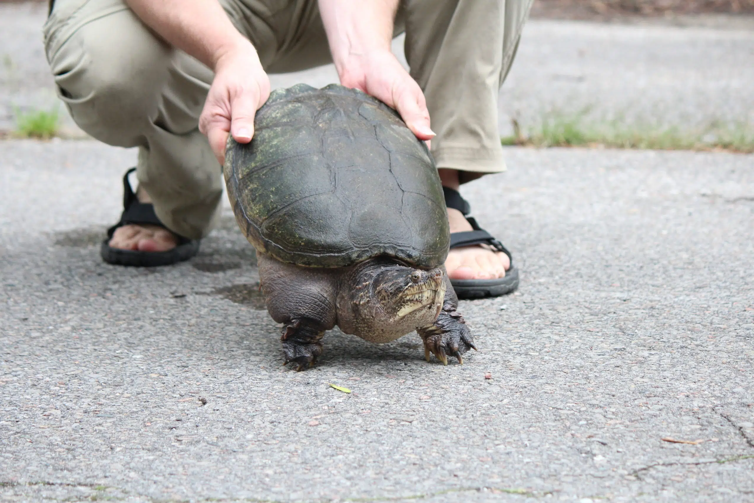 Public Asked To Slow Down For Turtles