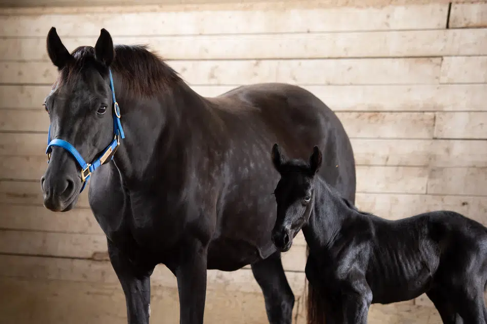 RCMP Choose Winning Names For Foals