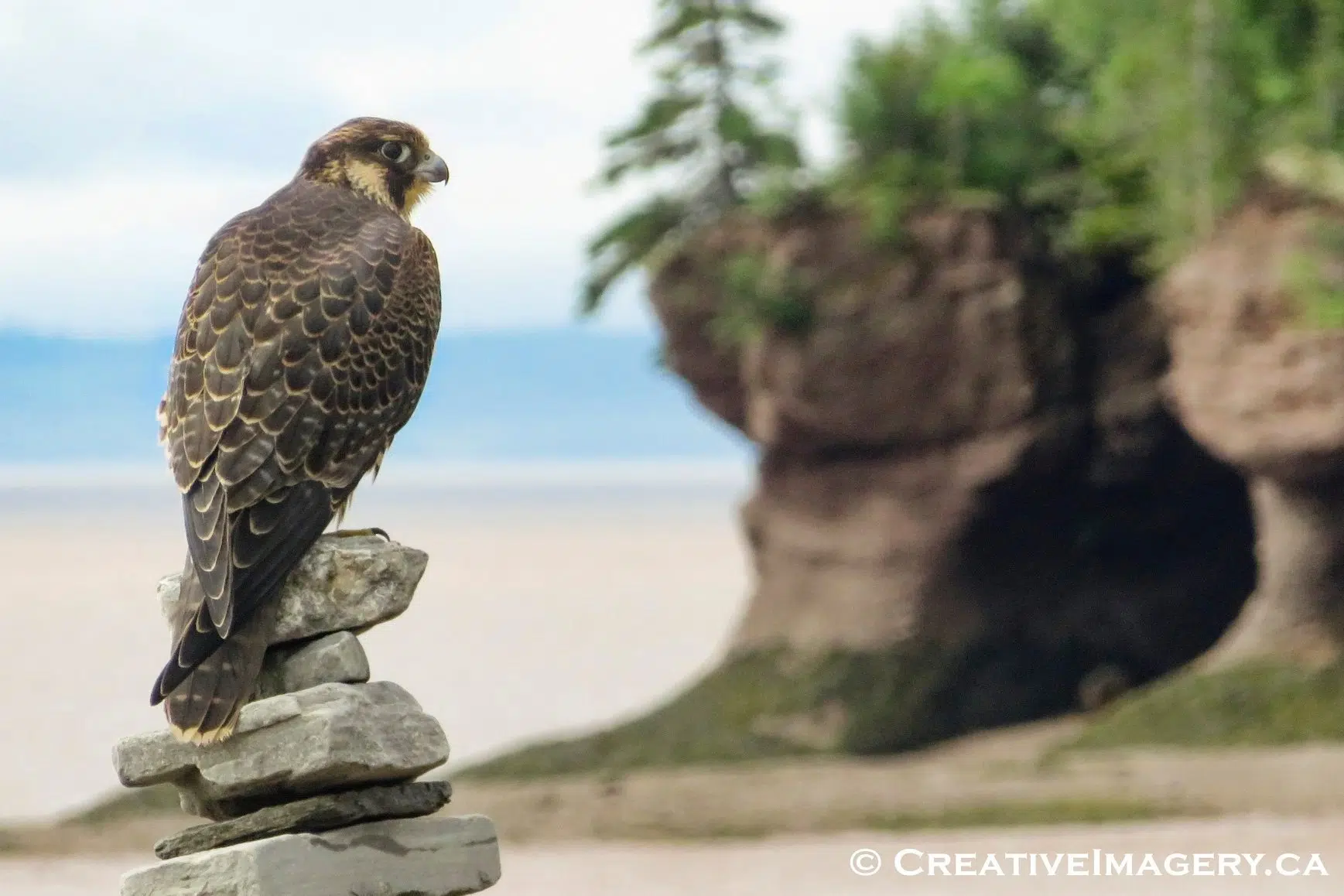 Hopewell Rocks Home To A Family Of Peregrine Falcons