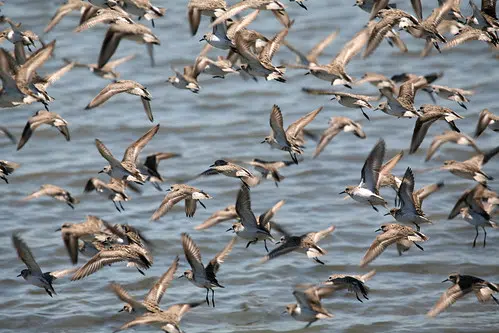 Shorebird Reserve Needs Donations Following Break-Ins