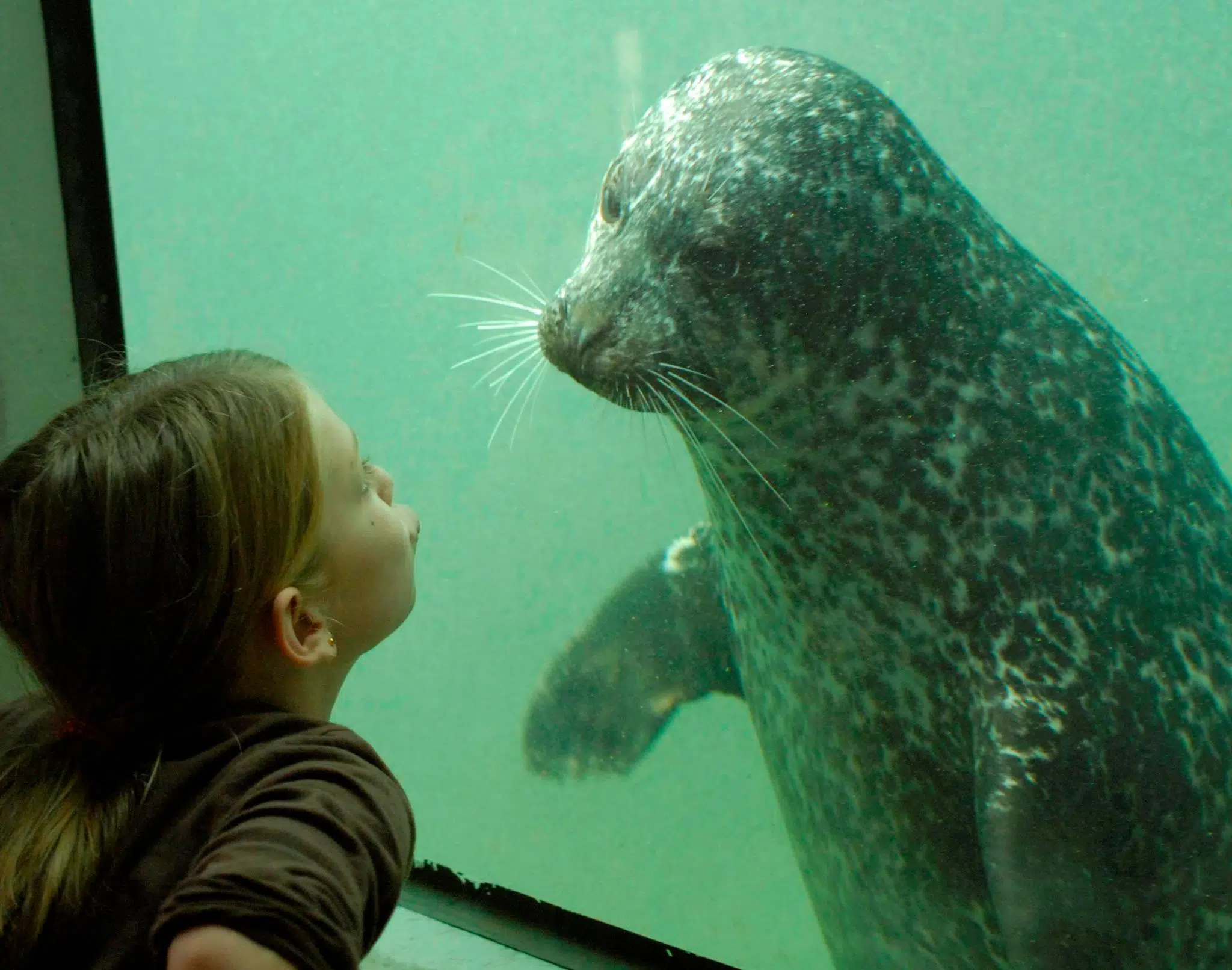 Free Pass To The Fundy Discovery Aquarium