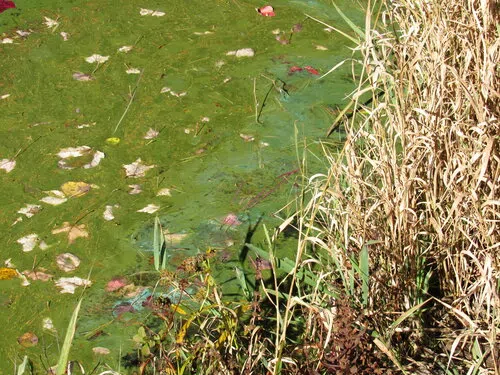 Scientists Shed Light On Murky Understanding Of Blue-Green Algae