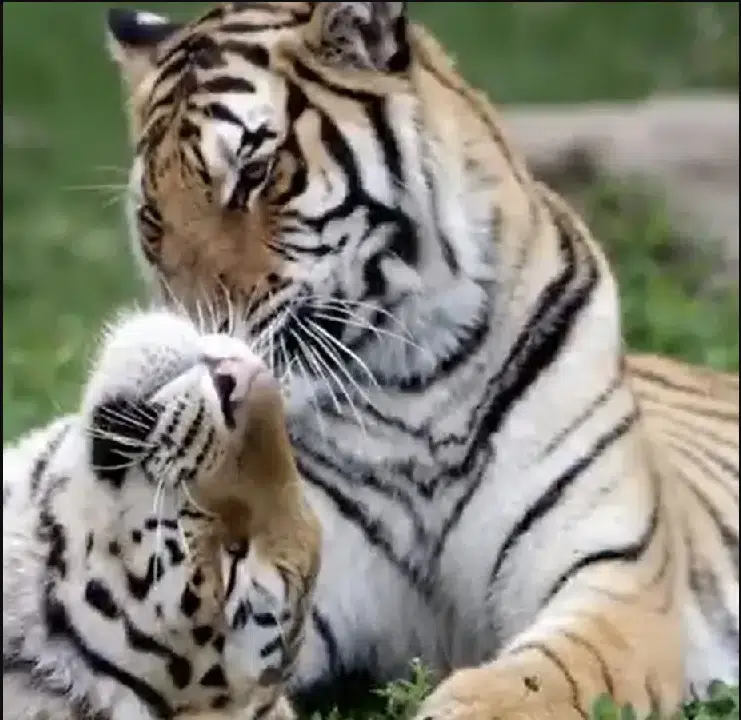 Magnetic Hill Zoo Saddened By Sudden Death Of Tiger