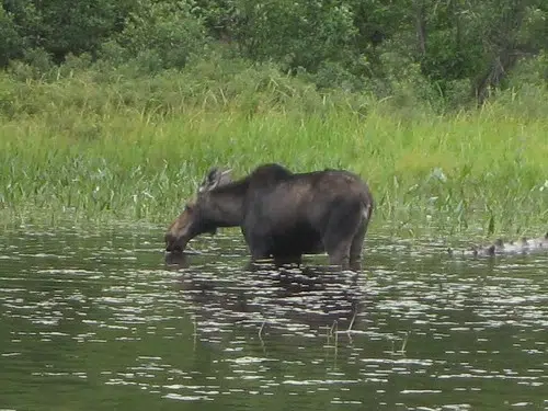 Record Moose Hunt For 2020