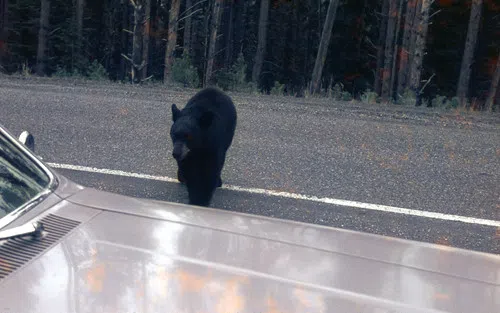 Warning To Motorists To Watch For Wildlife