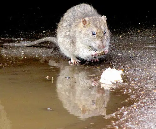 Orkin Canada Ranks Rattiest Cities In Atlantic Canada