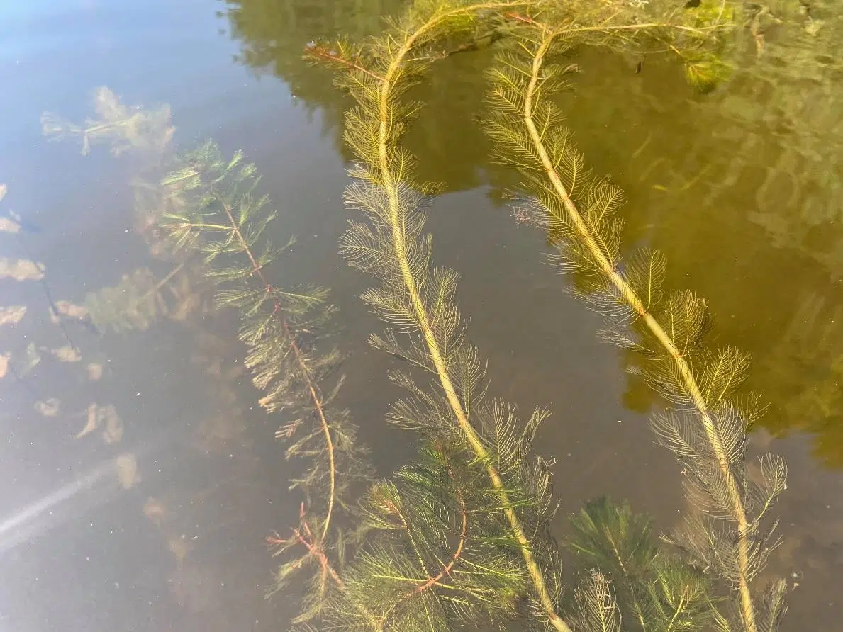 'Zombie Plant' Spotted In Belleisle Bay