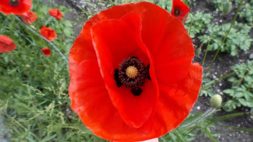 Royal Canadian Legion Poppy Campaign Launches