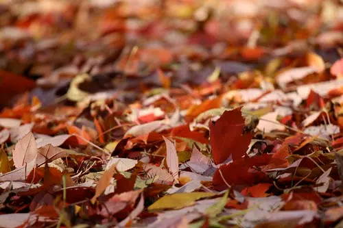 Leave Your Leaves On The Ground: NCC