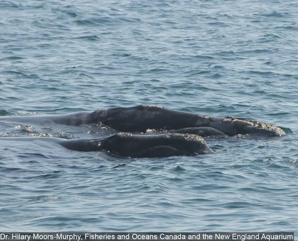 Fishing Area Off N.S. Closed As Right Whales Pass