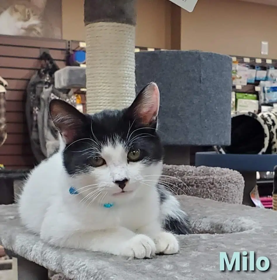 Milo The Kitten Returned To Pet Store After Shocking Theft