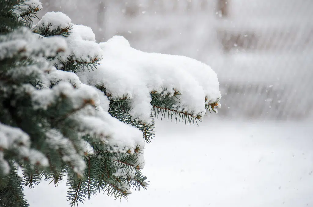 Snowfall Warning In Southern N.B.