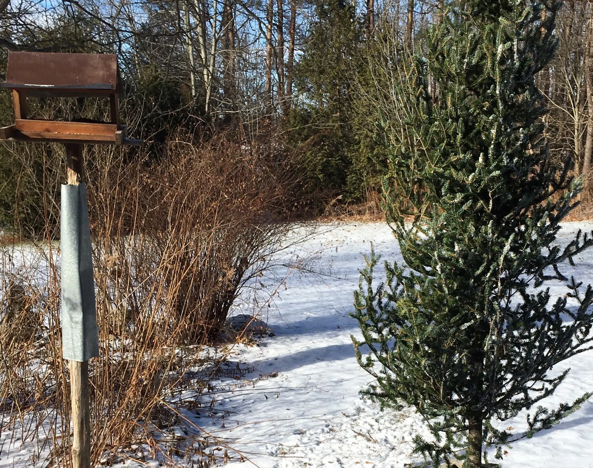 Leave Your Christmas Trees In The Backyard: Nature Conservancy