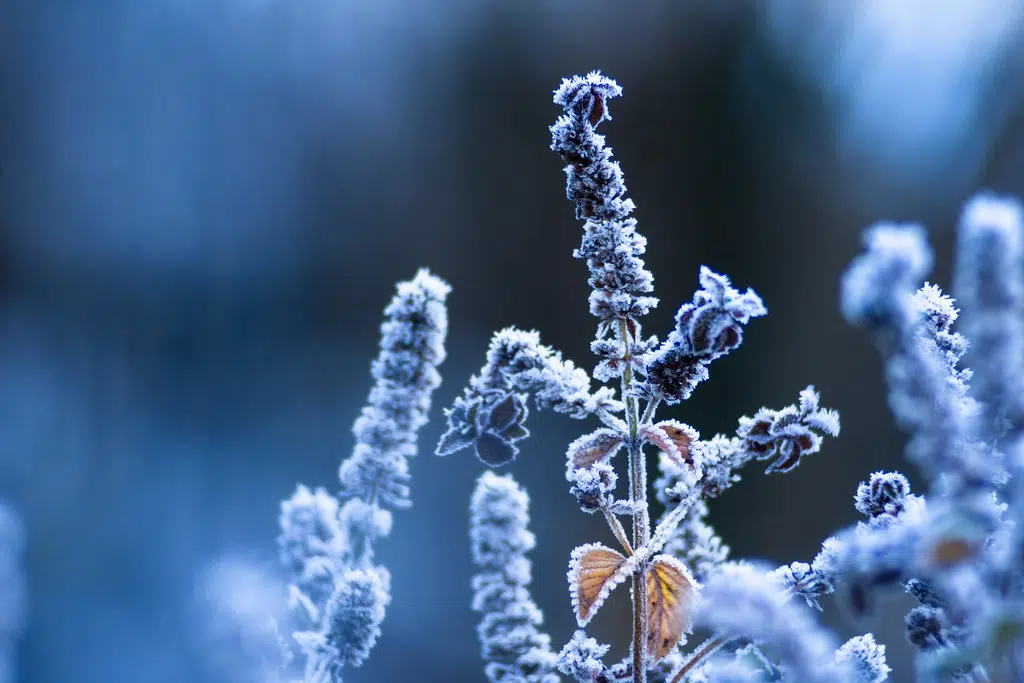 Southern N.B. In For Brief Cold Snap Tuesday