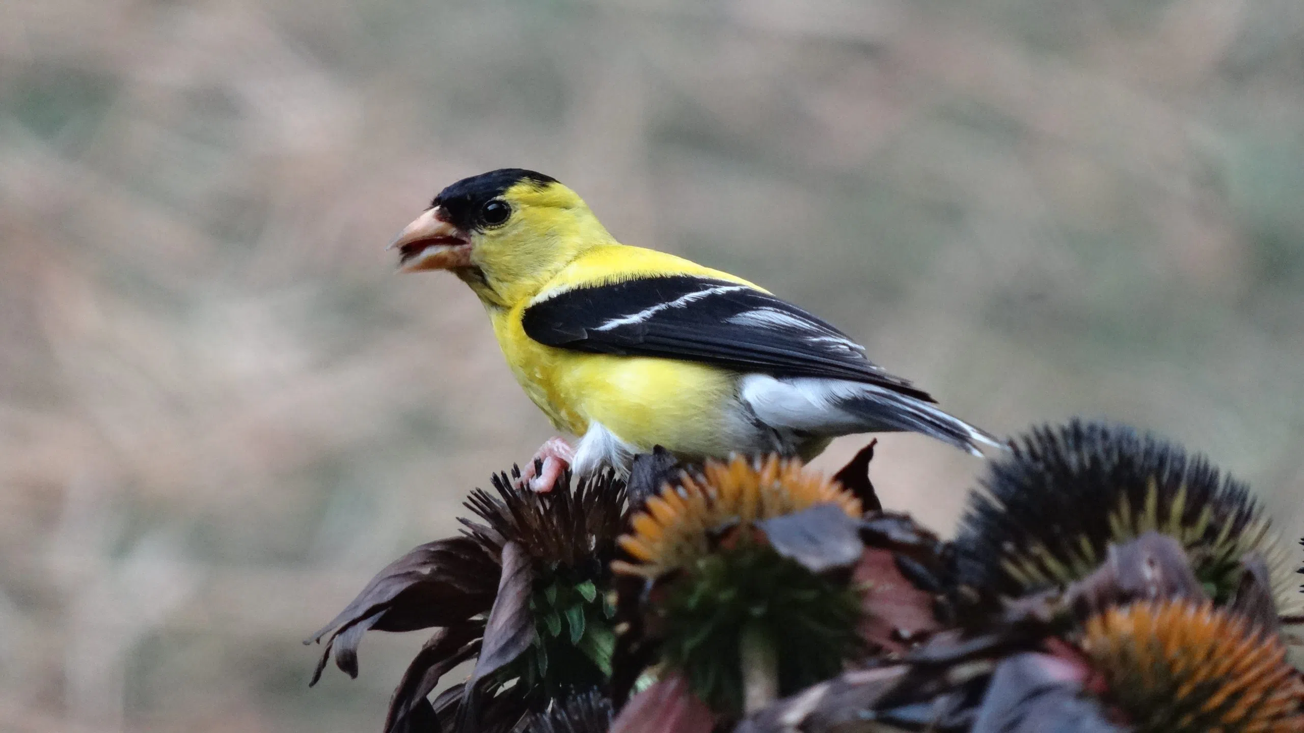 It Will Be A Weekend Of Backyard Birdwatching