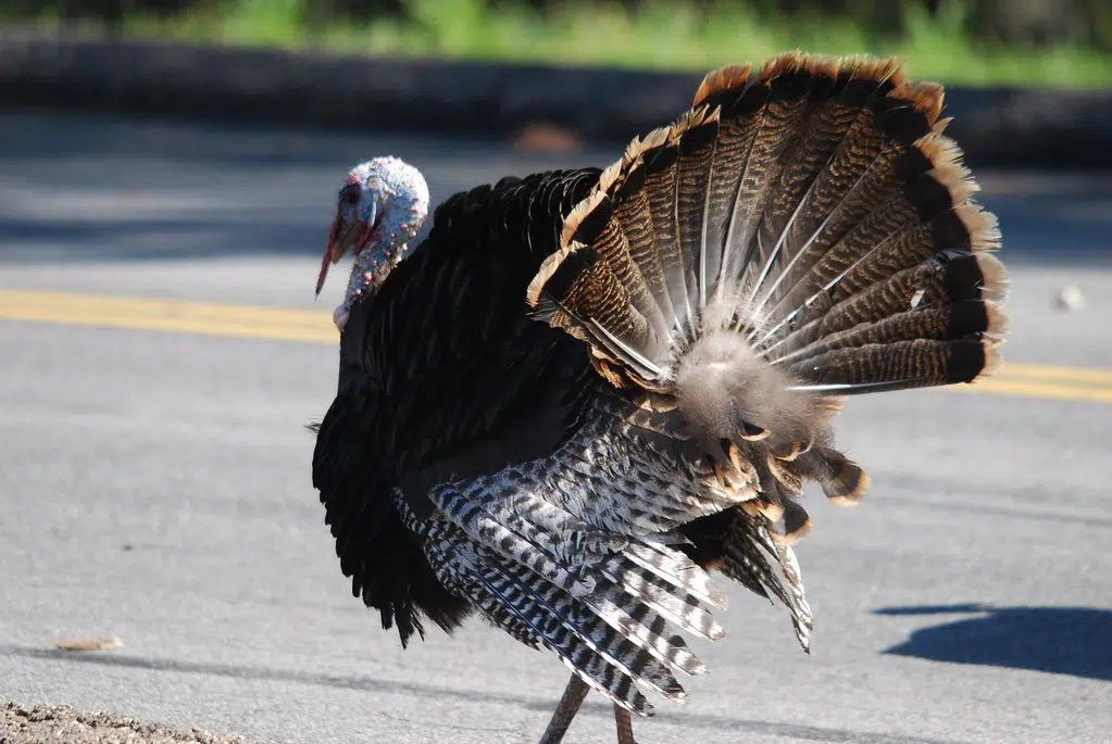 Wild Turkey Hunt Taking Place In May