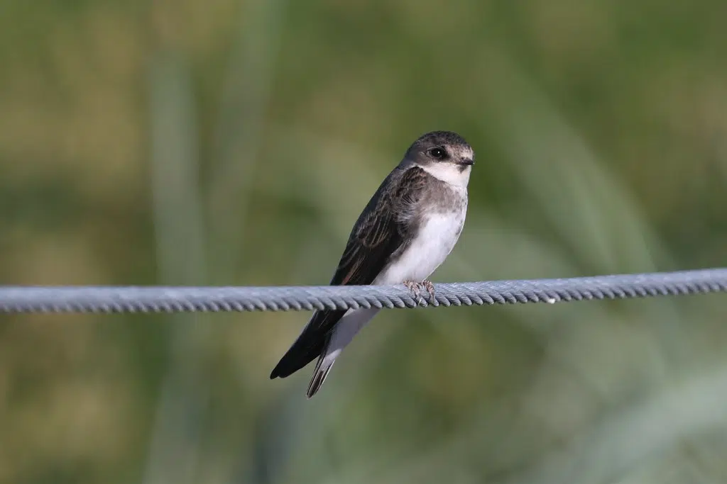 Bank Swallow Declared Endangered In N.B.