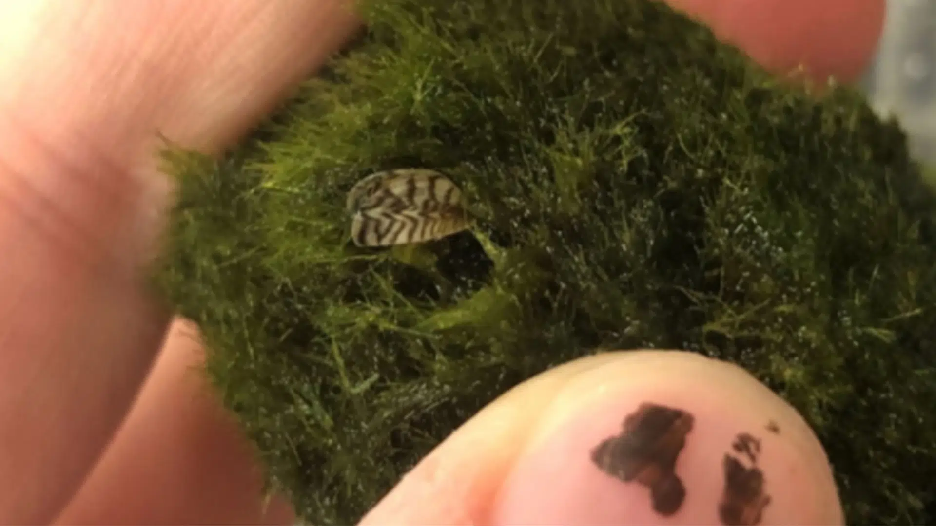 Invasive Zebra Mussels Found On Aquarium Moss Balls