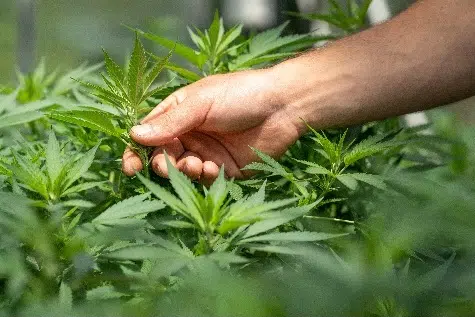 N.B. Cannabis Generates $244-Million In Crop Receipts; More Than Potatoes, Blueberries
